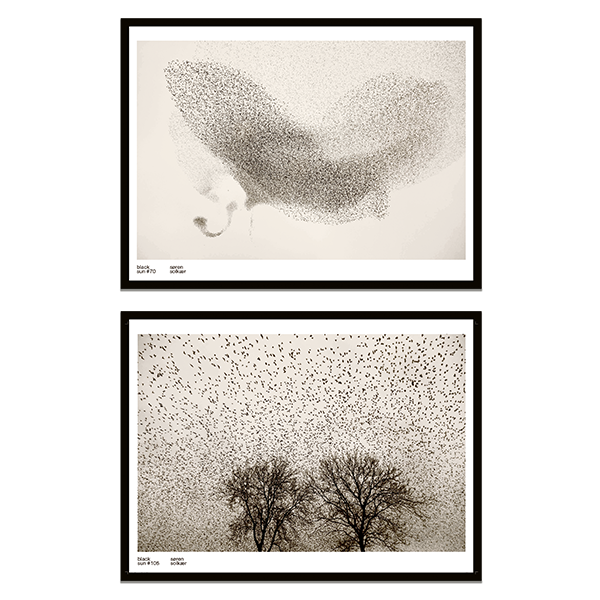 Sort Sol# samlet sæt af Søren Solkær "Træ og fugle" #105 og "Fugle" #70