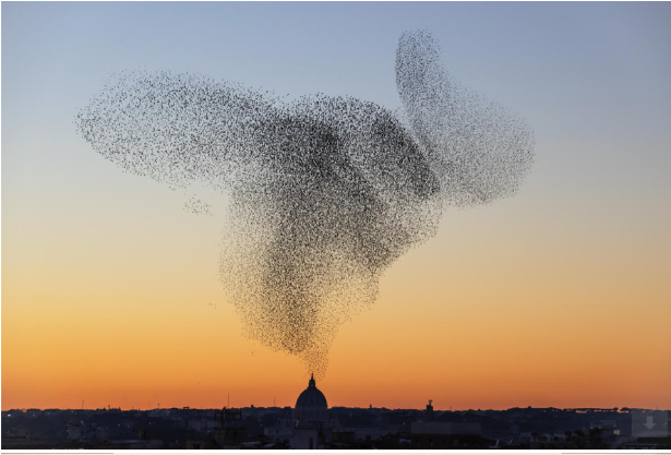 Sort Sol #149. Særtryk af Søren Solkær